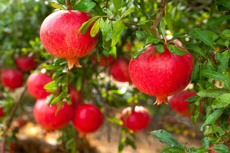 عمومی