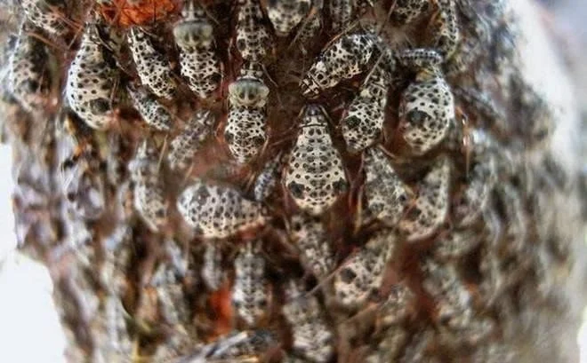 عمومی