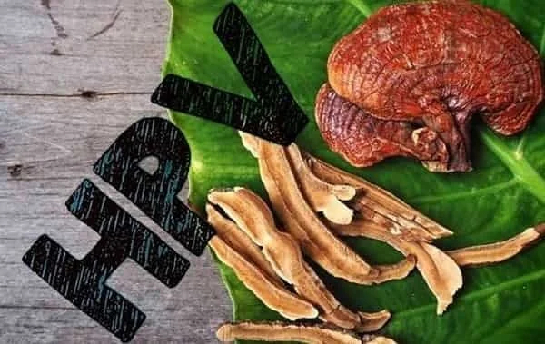 گانودرما