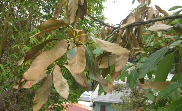 عمومی