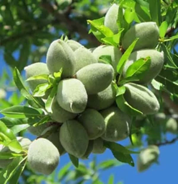 عمومی