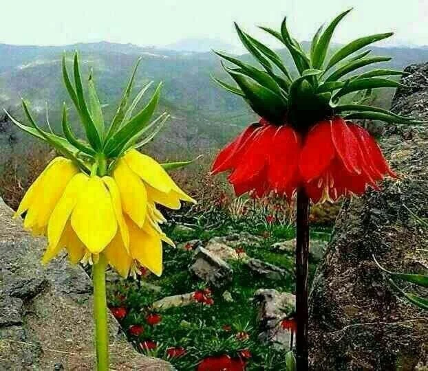 عمومی