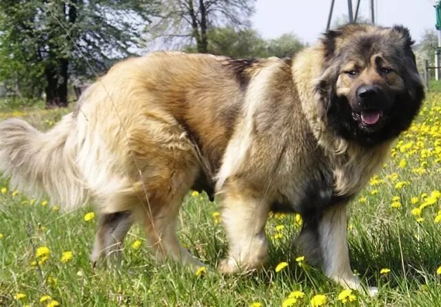 عکس| با بزرگترین نژاد سگ در ایران آشنا شوید!