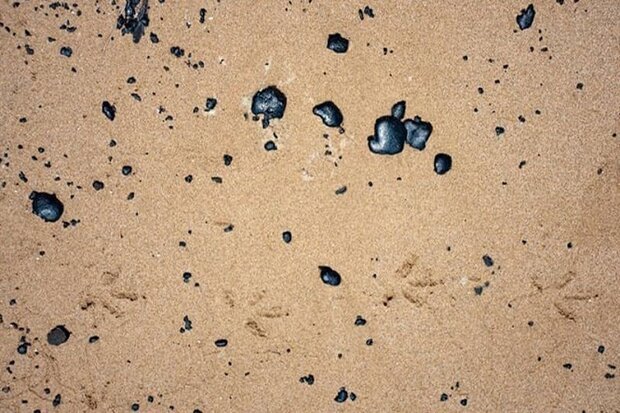 ساحل بندر بوشهر از لکه های نفتی پاکسازی شد - خبرگزاری مهر | اخبار ایران و جهان