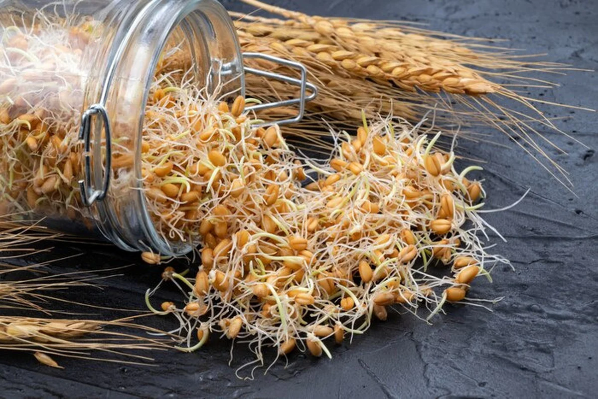 چاقی چاقی