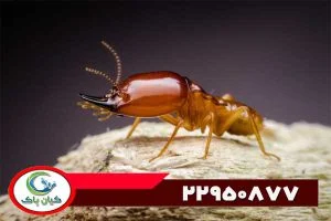 بهداشت | سمپاشی