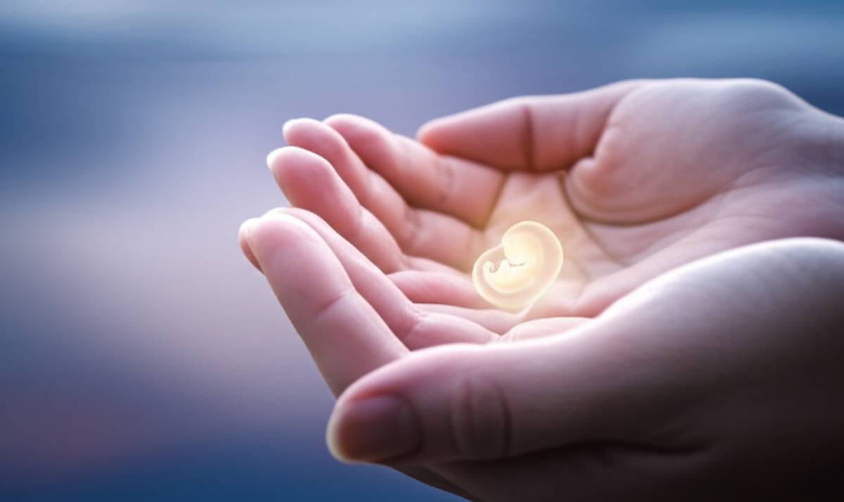 جنین | سقط جنین